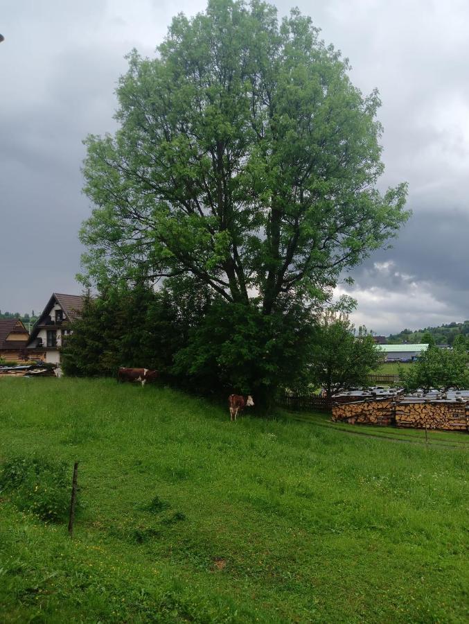 Witów Apartament Skorusinka W Poblizu Chocholowskich Term מראה חיצוני תמונה