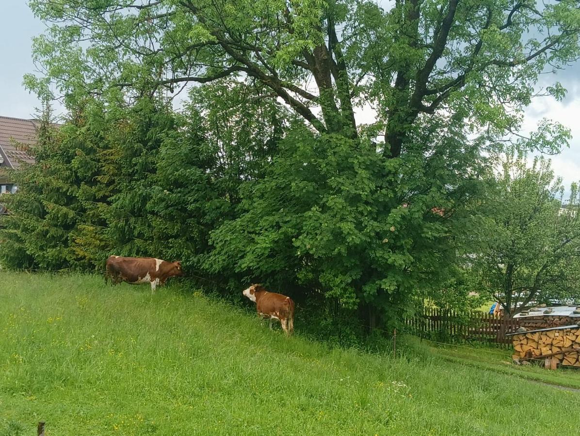 Witów Apartament Skorusinka W Poblizu Chocholowskich Term מראה חיצוני תמונה